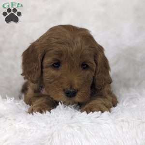 Bouquet, Mini Goldendoodle Puppy